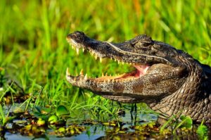 crocodile