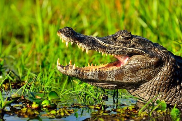crocodile