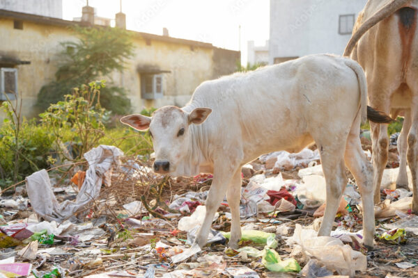 Cow