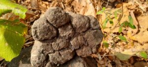 Miniature columnar basalt rocks